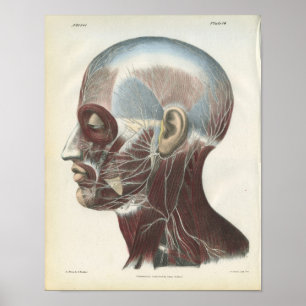 Anatomieposter der Nerven des Halses Poster