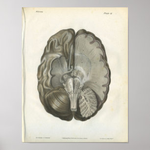 Anatomieposter des menschlichen Gehirns und der Hi Poster