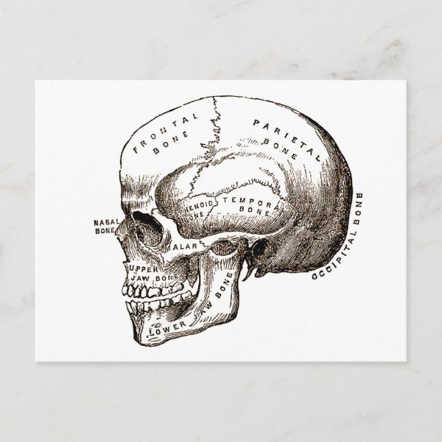 Anatomische Anatomie Anatomischer Schädel Postkarte (Vorderseite)