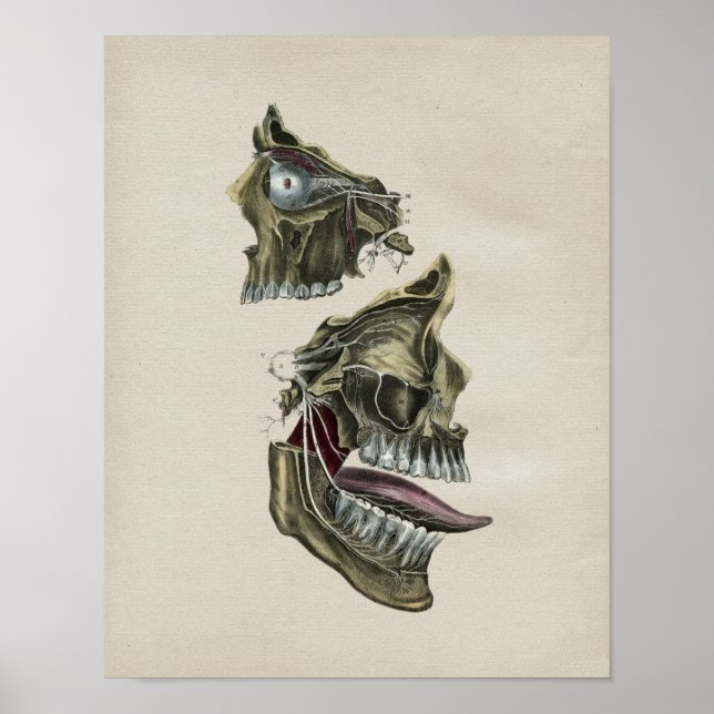 Anatomische Anatomie Vintag Poster (Vorne)