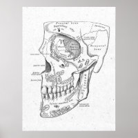 Anatomische Anatomie - Vintage-Poster für Schädel-