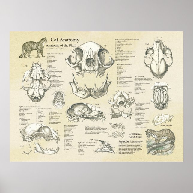 Anatomische Darstellung der Schädelknochen der Kat Poster (Vorne)