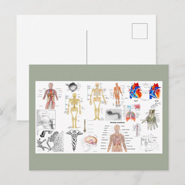 Anatomische Diagramme Postkarte (Vorne/Hinten)