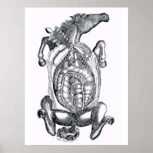 Anatomische Kunst des Pferdebeins Poster
