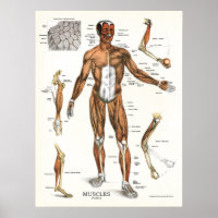Anatomische Muskeln