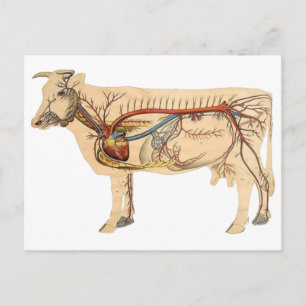 Anatomische Niedliche Kuh Postkarte