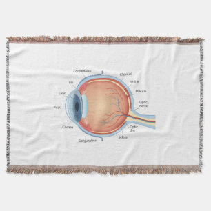 Anatomisches Augendiagramm Decke