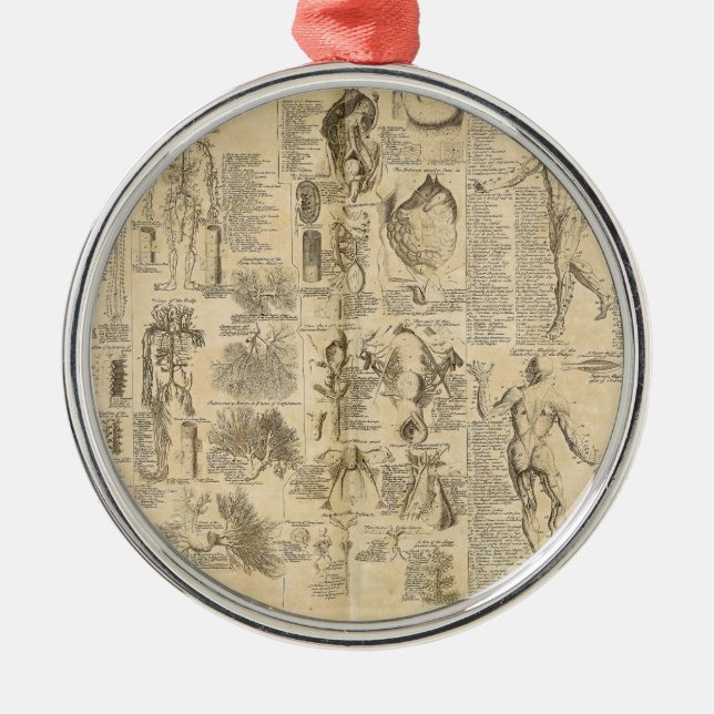 Anatomisches Diagramm aus Cyclopaedia 1728 Ornament Aus Metall (Vorne)
