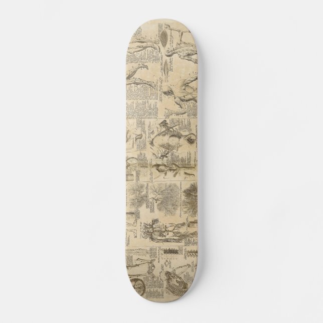 Anatomisches Diagramm von Cyclopaedia 1728 Skateboard (Vorderseite)