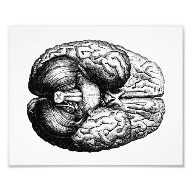 Anatomisches Gehirn Fotodruck (Vorne)