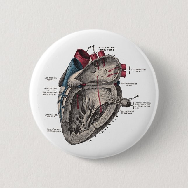 Anatomisches Herz-Diagramm Button (Vorderseite)