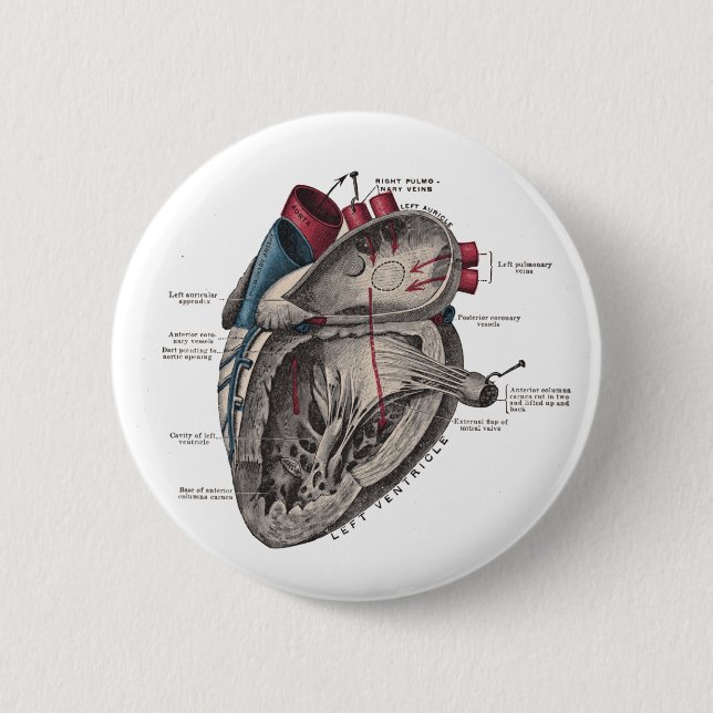 Anatomisches Herzdiagramm Button (Vorderseite)