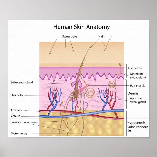 Anatomisches Poster der menschlichen Haut (Vorne)