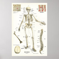 Anatomisches Poster für das menschliche Skelett 24