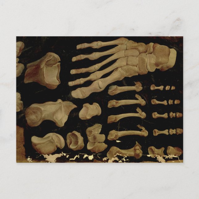 Anatomisches zeichn der Fußknochen Postkarte (Vorderseite)