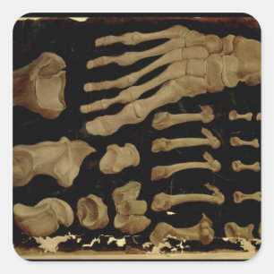 Anatomisches zeichn der Fußknochen Quadratischer Aufkleber