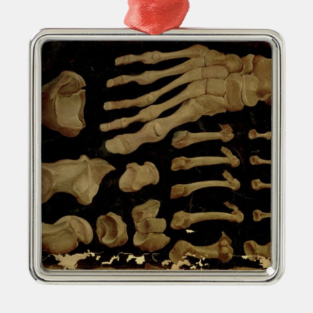 Anatomisches zeichn der Fußknochen Silbernes Ornament (Vorne)