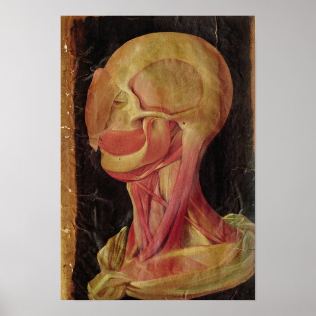 Anatomisches zeichn des menschlichen Kopfes Poster (Vorne)