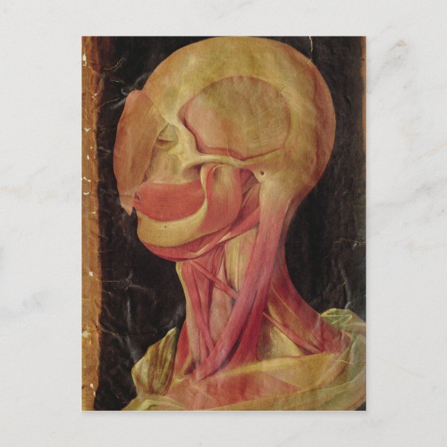 Anatomisches zeichn des menschlichen Kopfes Postkarte (Vorderseite)