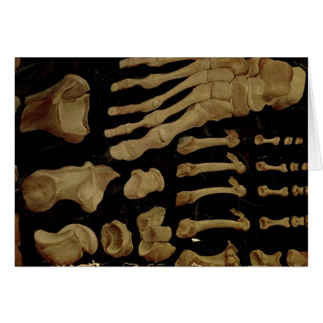 Anatomisches Zeichnen der Knochen des Fußes (Vorderseite (Horizontal))