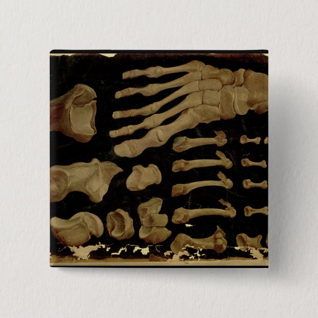 Anatomisches Zeichnen der Knochen des Fußes Button (Vorderseite)