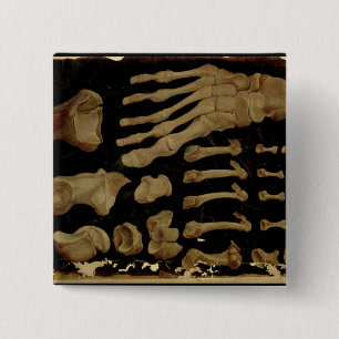 Anatomisches Zeichnen der Knochen des Fußes Button