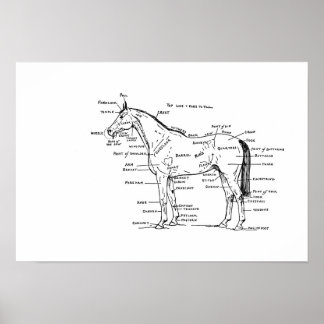 ANATOMY 19 x 13 Print Poster