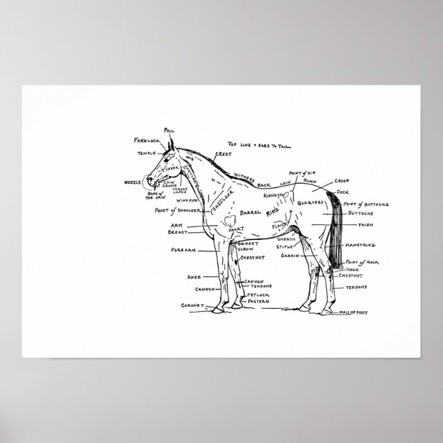 ANATOMY 19 x 13 Print Poster (Vorne)