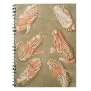 ANATOMY FOOT ANATOMY FOOT MUSCLE ANATOMY BONES LIG NOTIZBLOCK
