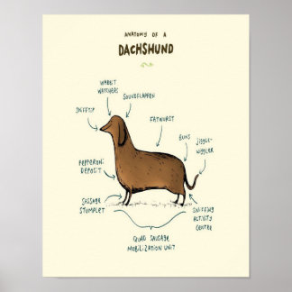 Anatomy Of A Dachshund Dachshund Dog Poster