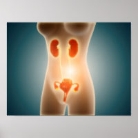 Anatomy Of Female Body With Reproductive Organs