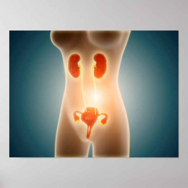 Anatomy Of Female Body With Reproductive Organs Poster (Vorne)