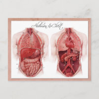 Anatomy of the abdomen and chest