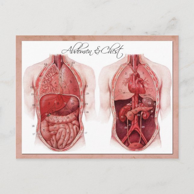 Anatomy of the abdomen and chest postkarte (Vorderseite)