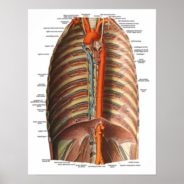 Anatomy of the Ribs and Thorax Poster (Vorne)