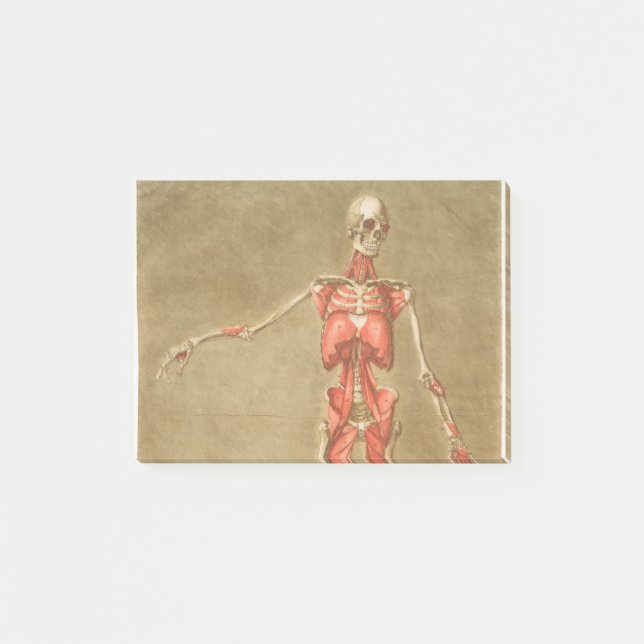 ANATOMY SKELETON BONES SKELETON MUSCLE HUMAN ANATO POST-IT KLEBEZETTEL (Vorderseite)