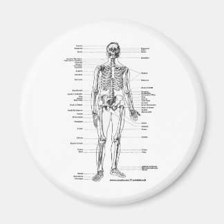 ANATOMY SKELETON T - SHIRT UND GIFTS MAGNET