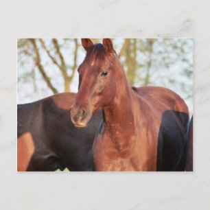 ANB Gotalil Gumption Postkarte