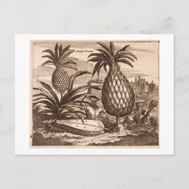 Anbau großer Ananas, Abbildung von einer desc Postkarte (Vorderseite)