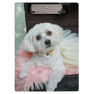 Anbetungswürdige Fancy Weiße Hundebaby-Porträt-Fot Klemmbrett