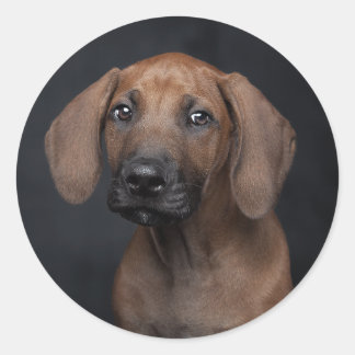 Anbetungswürdiger Rhodesian Ridgeback-Welpenporträ Runder Aufkleber
