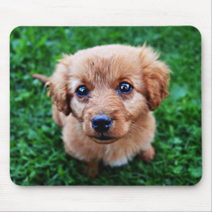 Anbetungswürdiges Welpenfoto Mousepad
