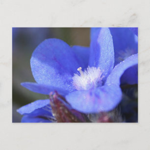 Anchusa Azurea "Dropmore" - carte postale