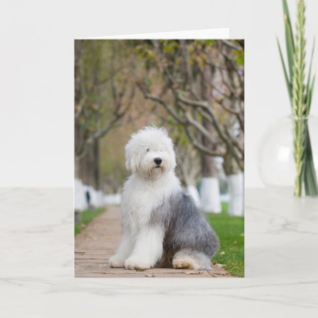 Ancien anglais Sheepdog Cartes de voeux (Devant)
