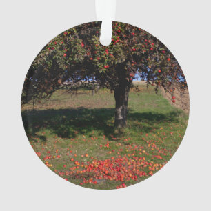 Ancien arbre à pomme