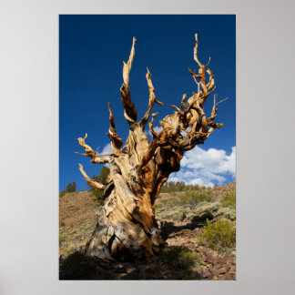 Ancien Bristlecone Impression, Poster de valeur Pa
