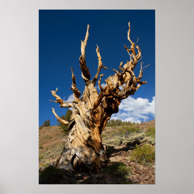 Ancien Bristlecone Impression, Poster de valeur Pa (Devant)