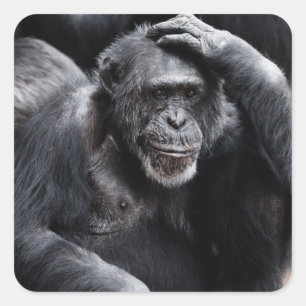 Ancien stickers Chimpanzé