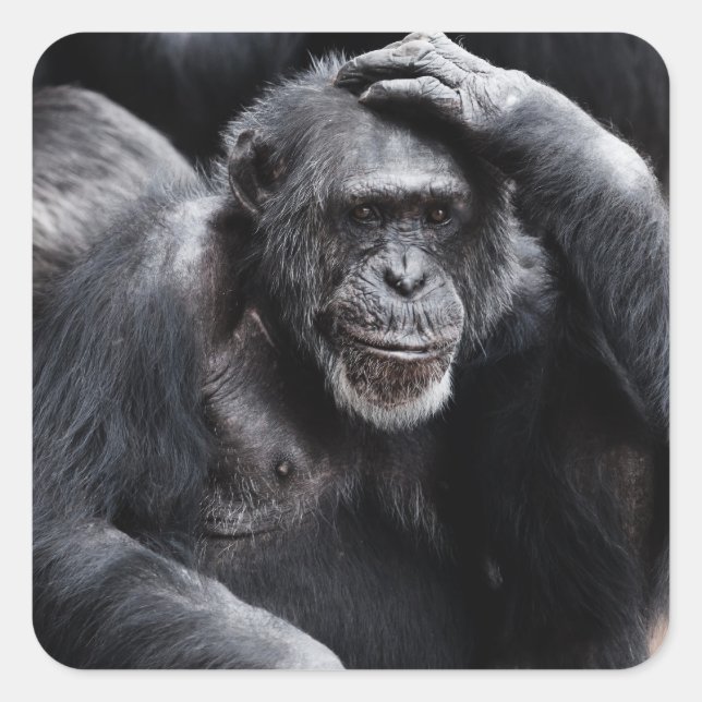 Ancien stickers Chimpanzé (Devant)
