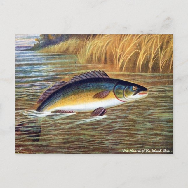 Ancienne carte postale - Basse noire (Devant)